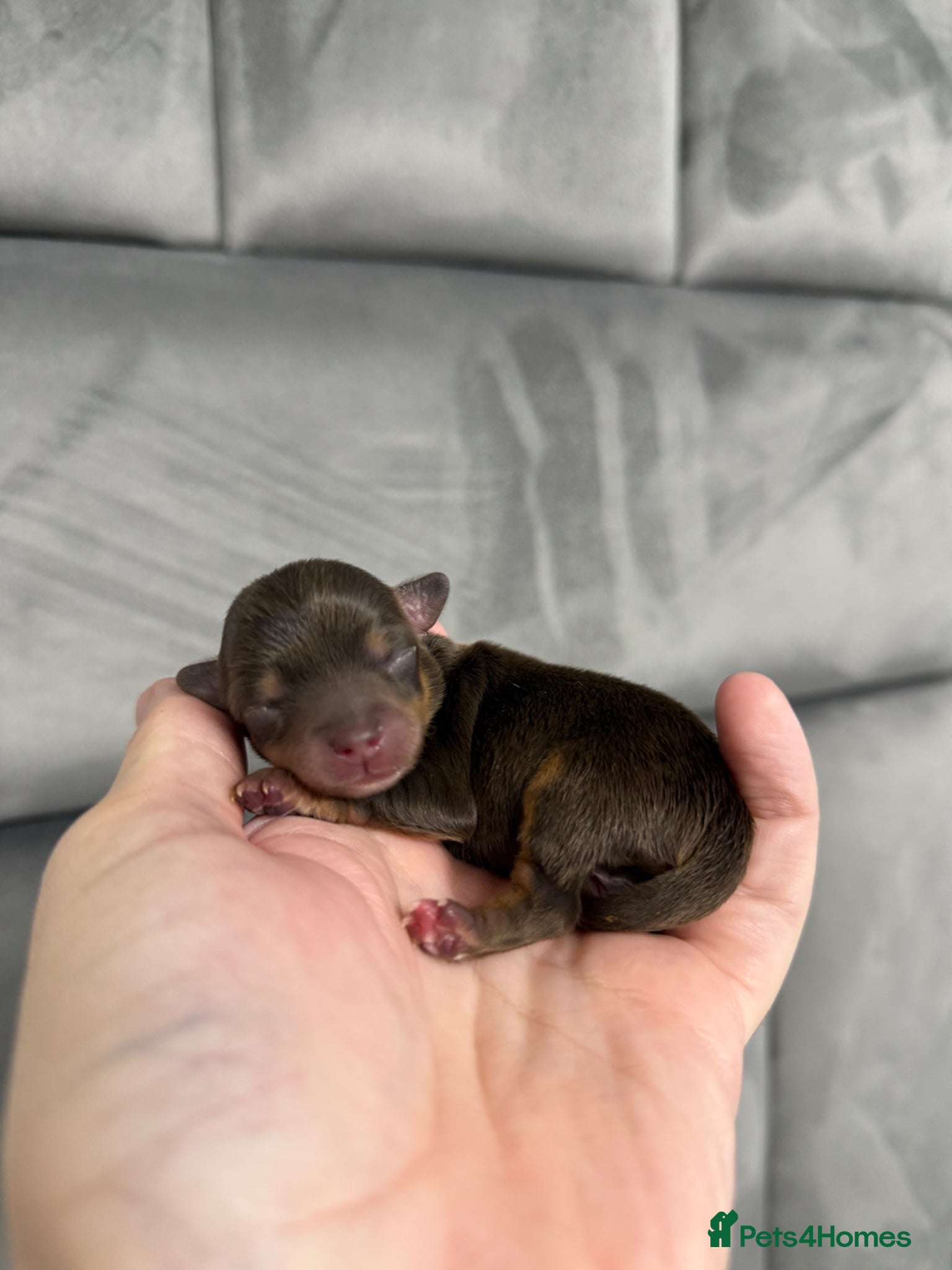 Chipoo dogs for sale: 💎 EXQUISITE TINY CHIPOO PUPPIES AVAILABLE 💎  - Advert 8