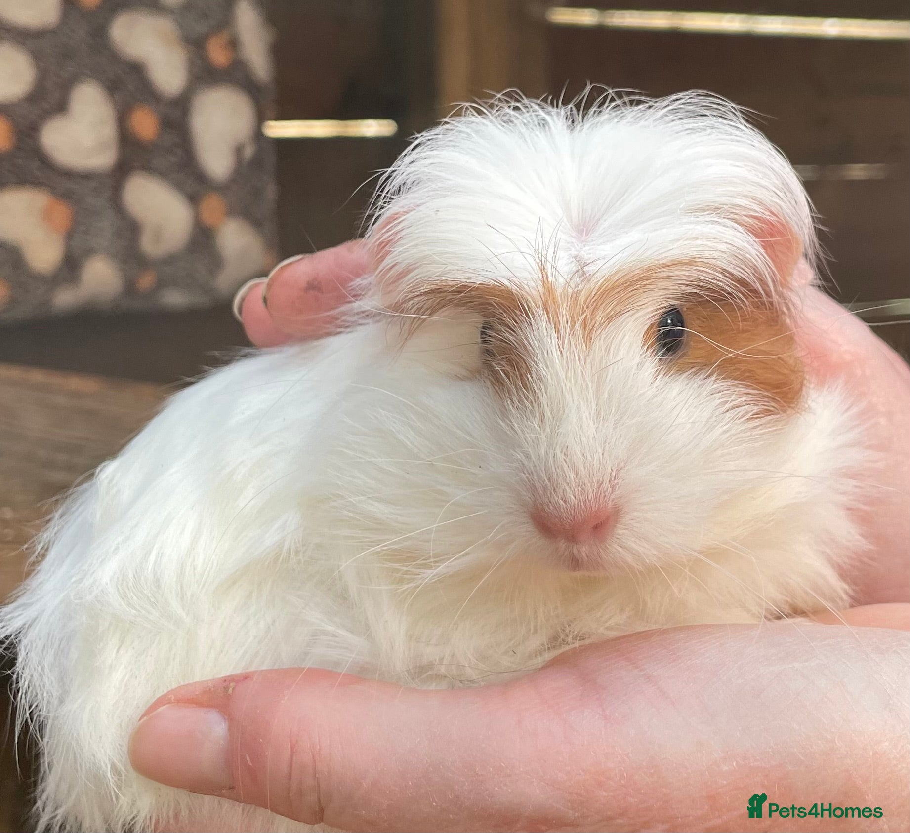 Guinea Pig rodents Baby sow/girl guinea pigs babies - Advert 1