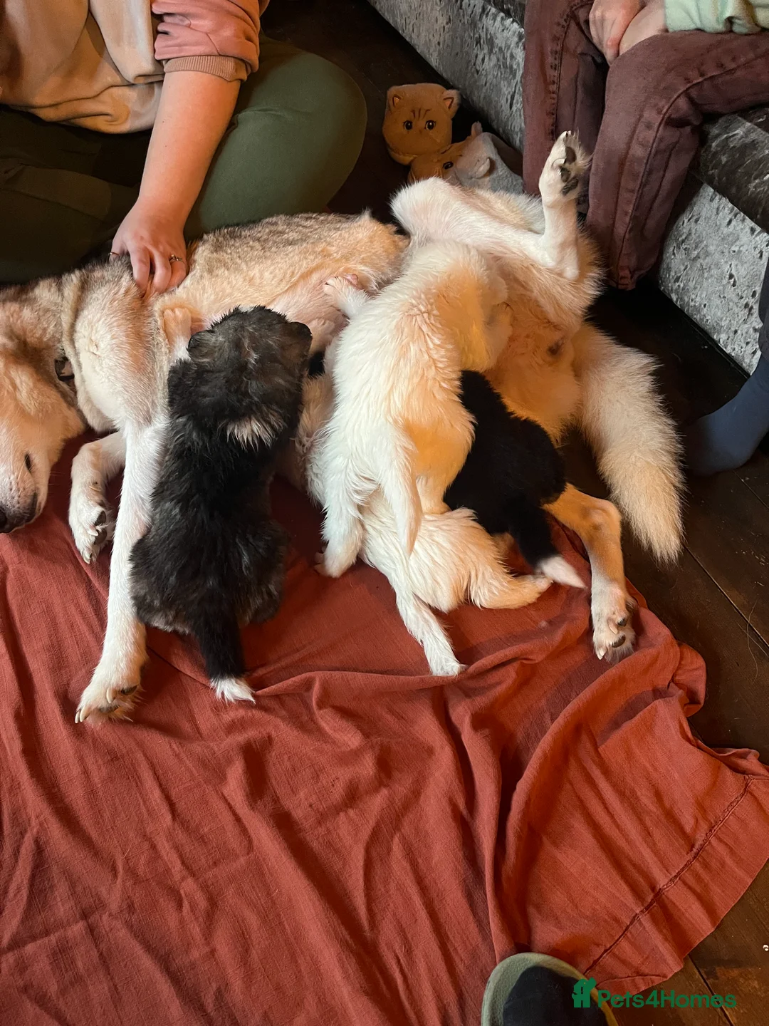 Mixed Breed dogs for sale: Samsky   - Advert 2