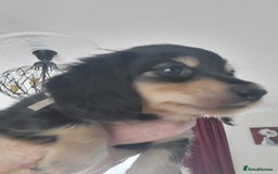 Miniature Dachshund dogs for sale: KC Black and Cream  long haired  - Image 19