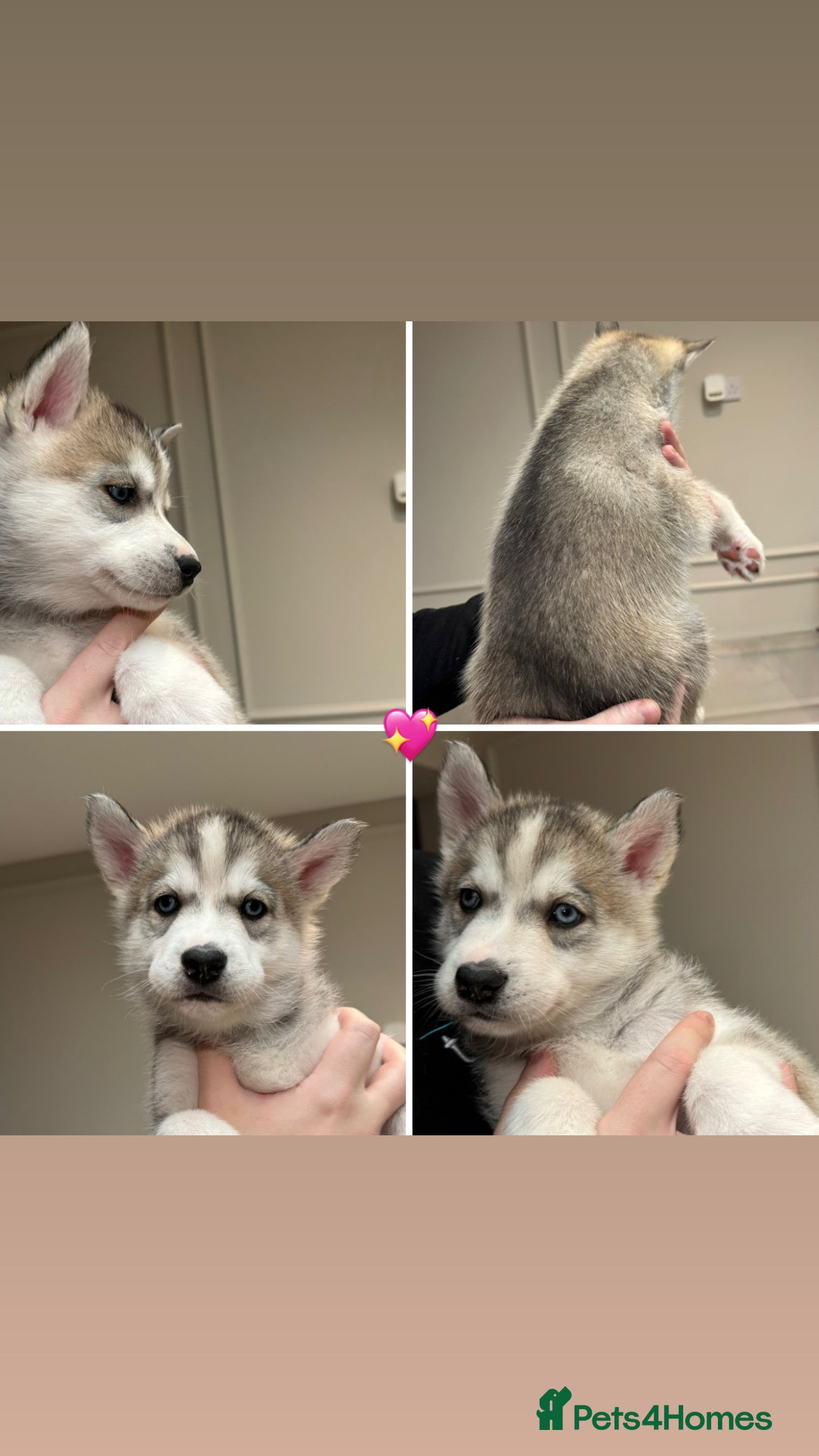Siberian Husky dogs KC REGISTERED SIBERIAN HUSKY PUPS READY IN 2 WEEKS - Advert 1