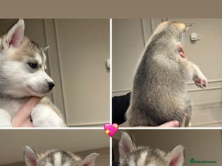 Siberian Husky dogs KC REGISTERED SIBERIAN HUSKY PUPS READY IN 2 WEEKS - Advert 1