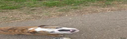 English Bulldog dogs for sale: Kc kennel club bulldog  - Advert 6