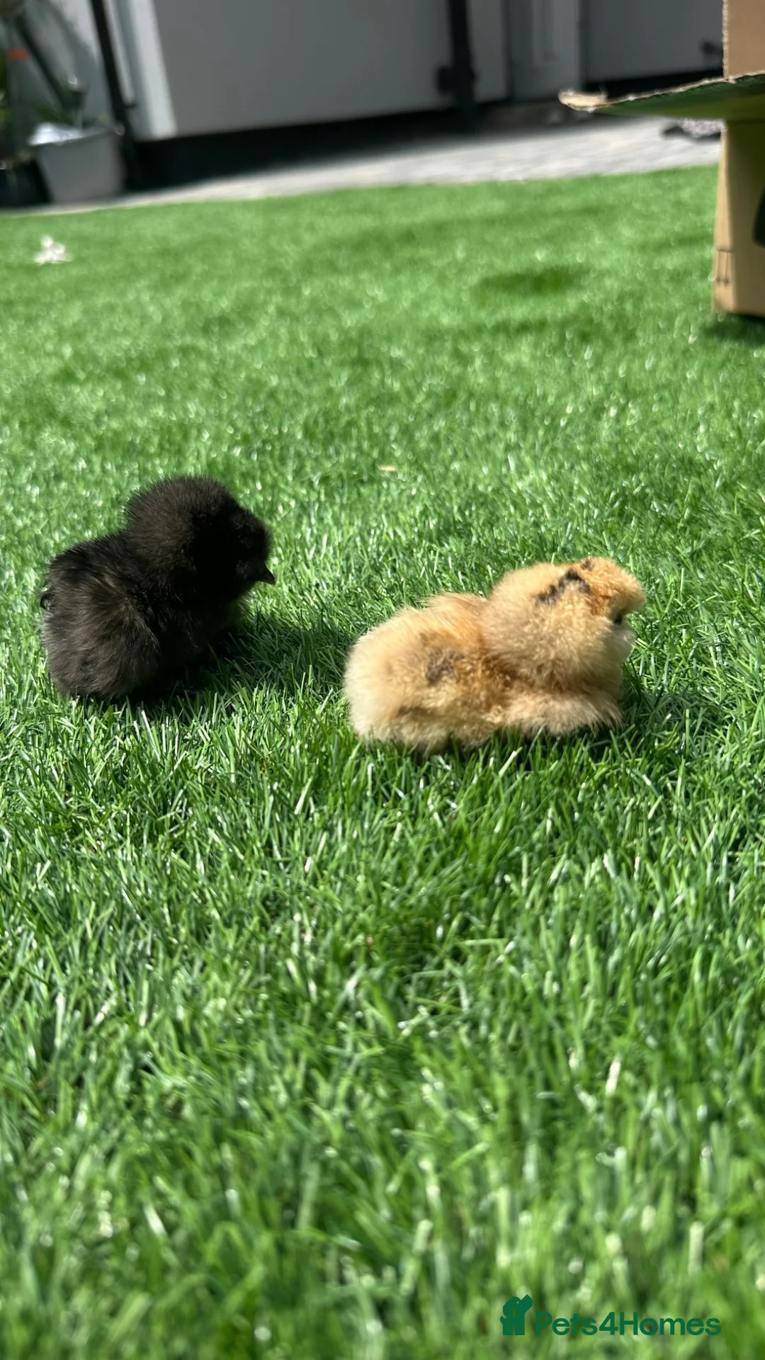Chickens poultry for sale: Silkie chickens x3  in Manchester - Advert 2
