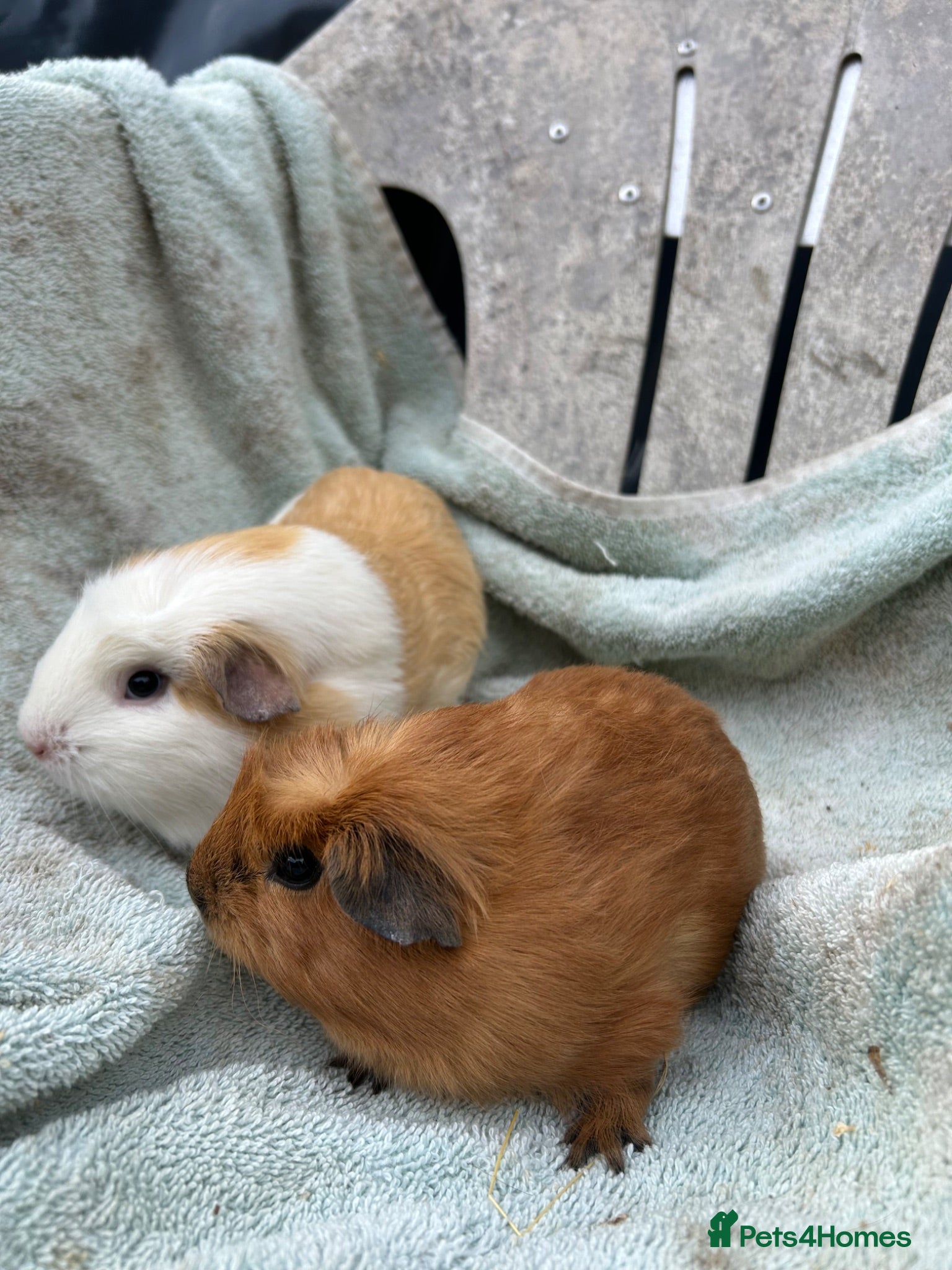 Guinea Pig rodents Female guinea pigs - Advert 11