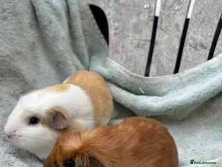Guinea Pig rodents Female guinea pigs - Advert 5