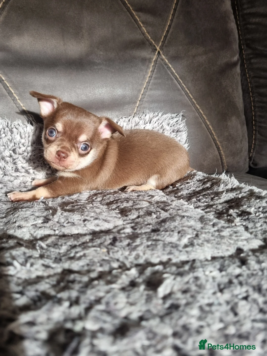 Chihuahua dogs for sale: Shorthaired tri chocolate chihuahuas puppies  - Advert 7