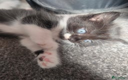 British Longhair cats for sale: Gorgeous female  - Image 1