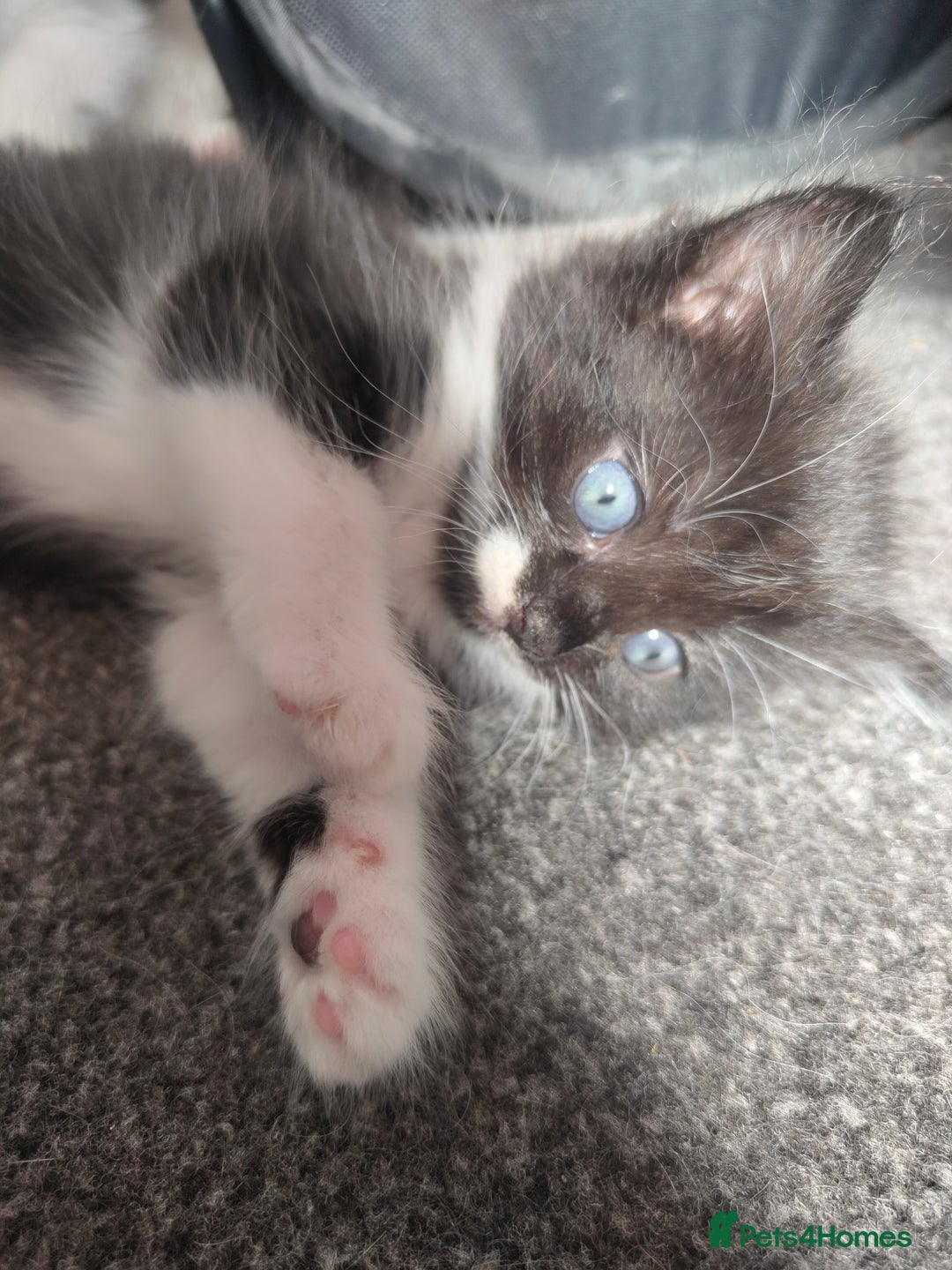 British Longhair cats for sale: Gorgeous female  - Image 1