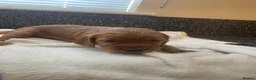 Mixed Breed dogs for sale: Cockapoo/ Sproodle Puppies (NOT READY YET)  - Advert 15
