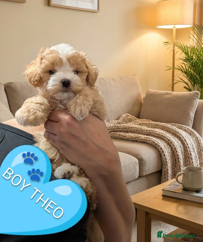Maltipoo dogs 💫  LUXURY F1 MALTIPOO LAST BOY❗🩵 - Advert 16
