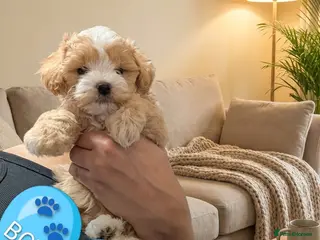 Maltipoo dogs 💫 LUXURY F1 MALTIPOO LAST BOY❗🩵 - Advert 16