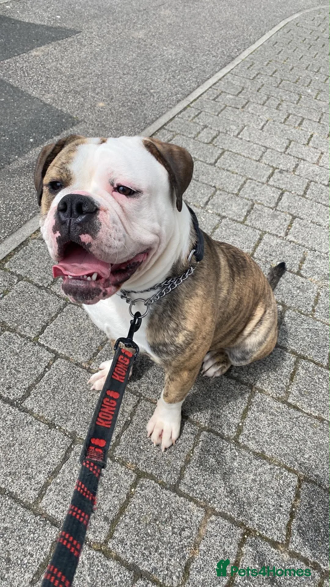 Olde English Bulldogge dogs for stud: Olde English bulldogge king  - Advert 3