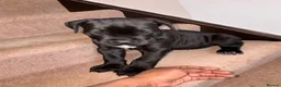 Cane Corso dogs for sale: Grand champion bloodline Cane Corso puppies  - Advert 33