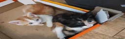 British Shorthair cats for sale: Five stunning kittens available immediately  - Advert 22