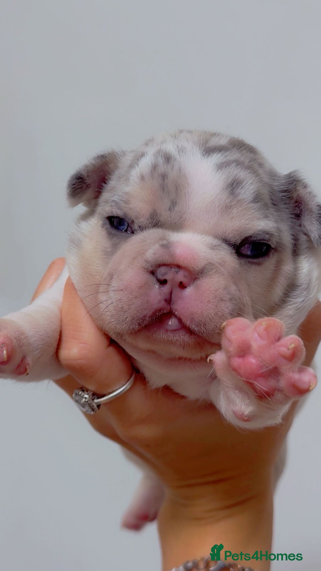 French Bulldog dogs for sale: French bulldog **  - Image 6