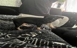 Chihuahua dogs for sale: Little black male chihuahua puppy :)  - Image 5