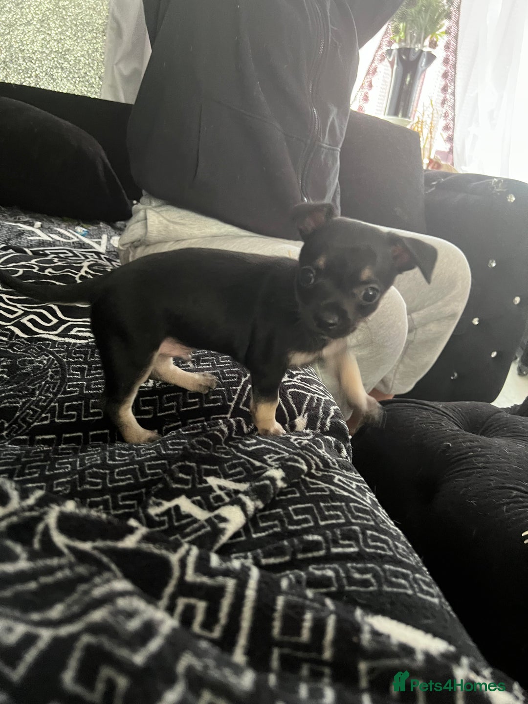 Chihuahua dogs for sale: Little black male chihuahua puppy :)  - Image 5