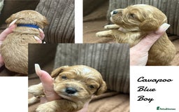 Cavapoo dogs for sale: Beautiful fully DNA tested Cavapoo's  - Image 10