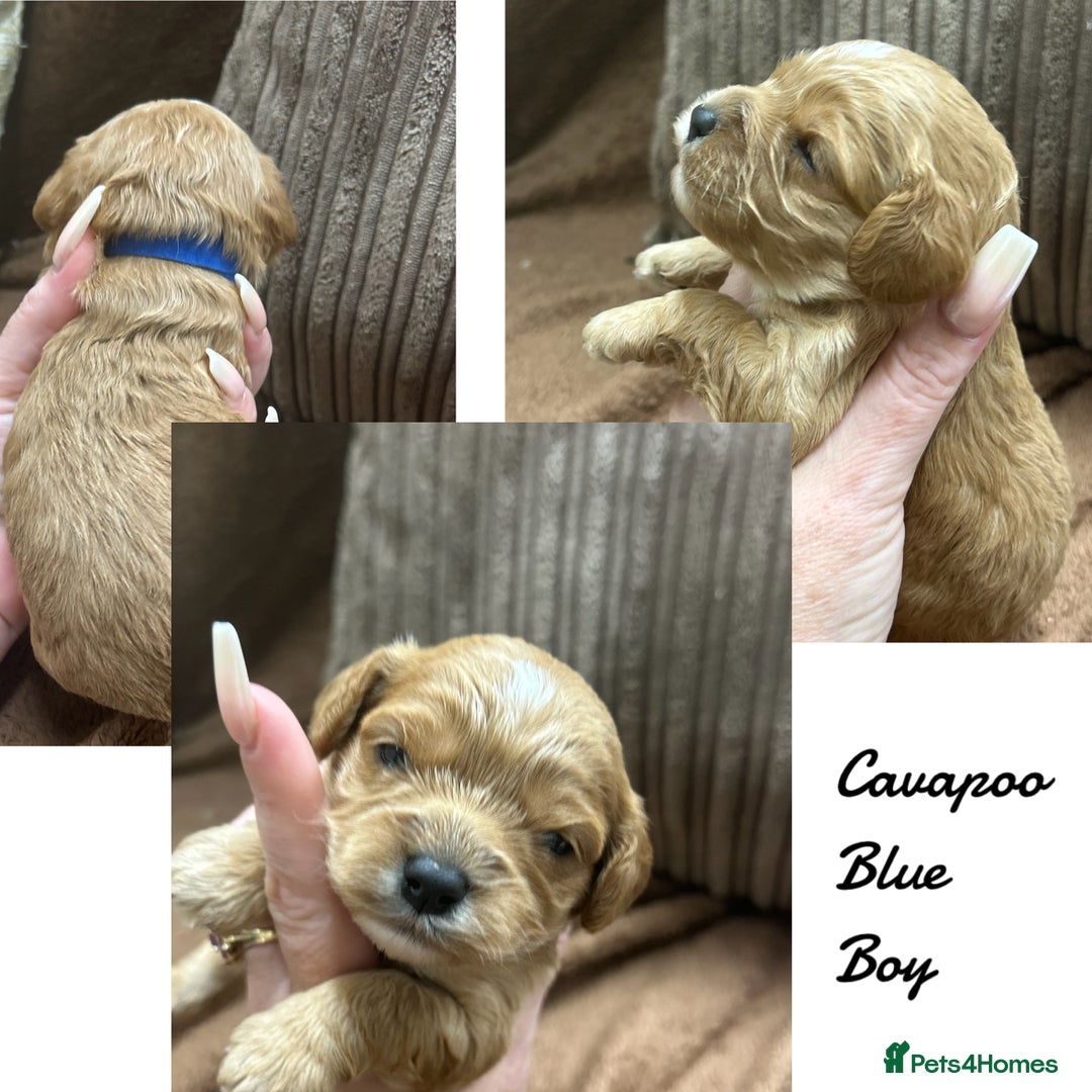 Cavapoo dogs for sale: Beautiful fully DNA tested Cavapoo's  - Image 10