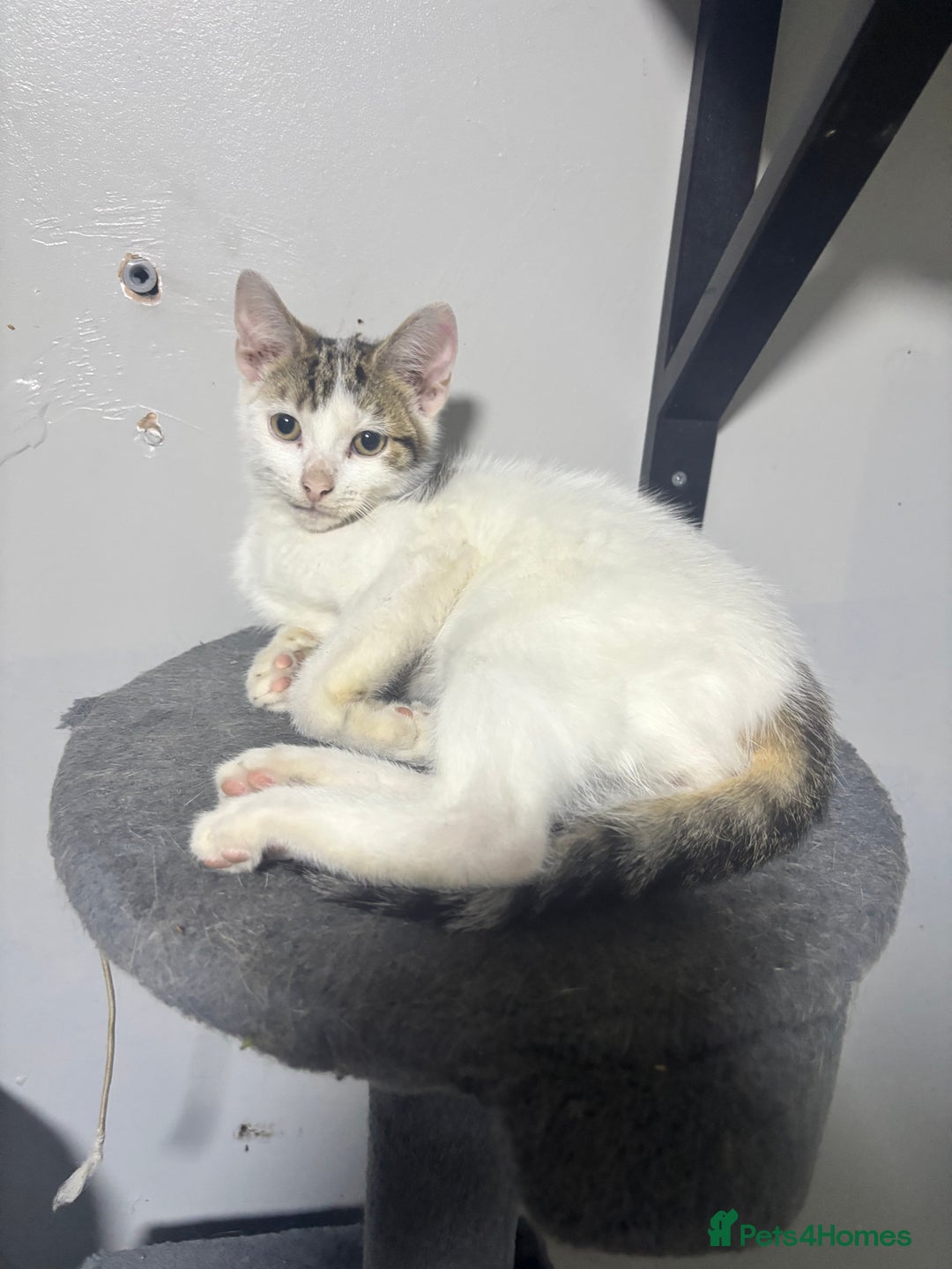 Mixed Breed cats for sale: Gorgeous kittens for sale ready for loving home  - Image 7