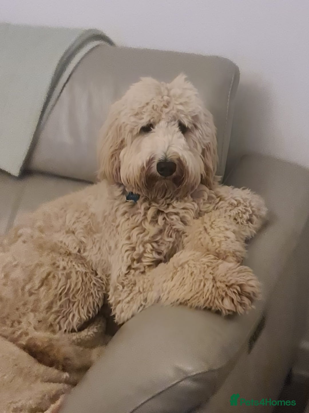 Labradoodle dogs for sale: 🐾 Labradoodle Puppies Expected Mid-January 🐾 - Advert 11