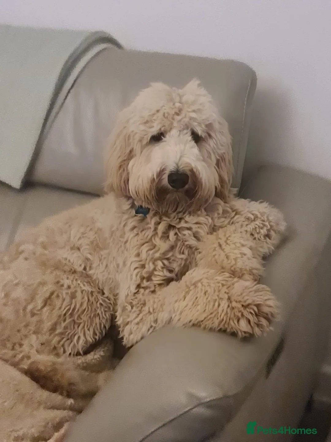 Labradoodle dogs for sale: 🐾 Labradoodle Puppies 🐾 - Advert 28