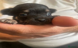 Chihuahua dogs for sale: Pure bred chihuahua pups for reserve - Image 11