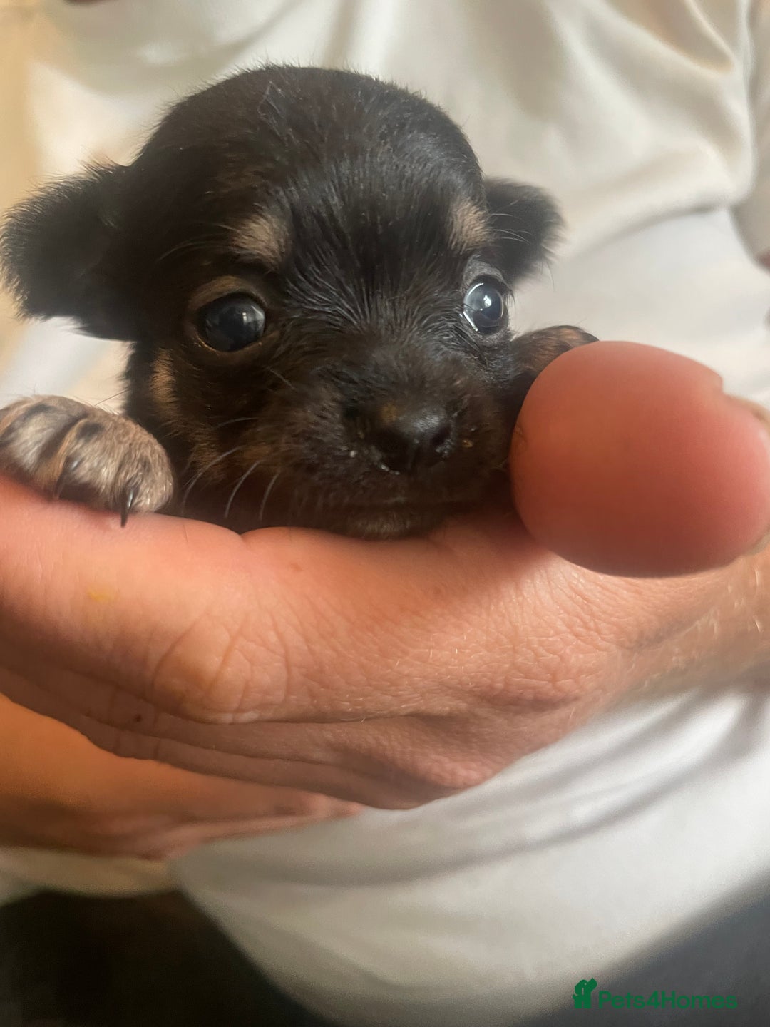 Chihuahua dogs for sale: Pure bred chihuahua pups for reserve - Image 11