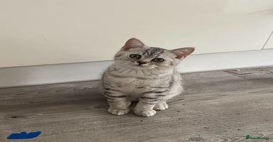 British Shorthair cats - Advert 12