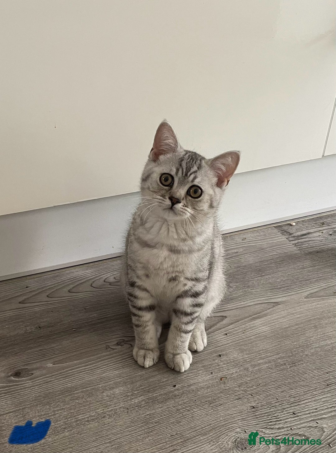 British Shorthair cats for sale:  Gorgeous  pedigree Bsh kittens Ready now  - Image 3