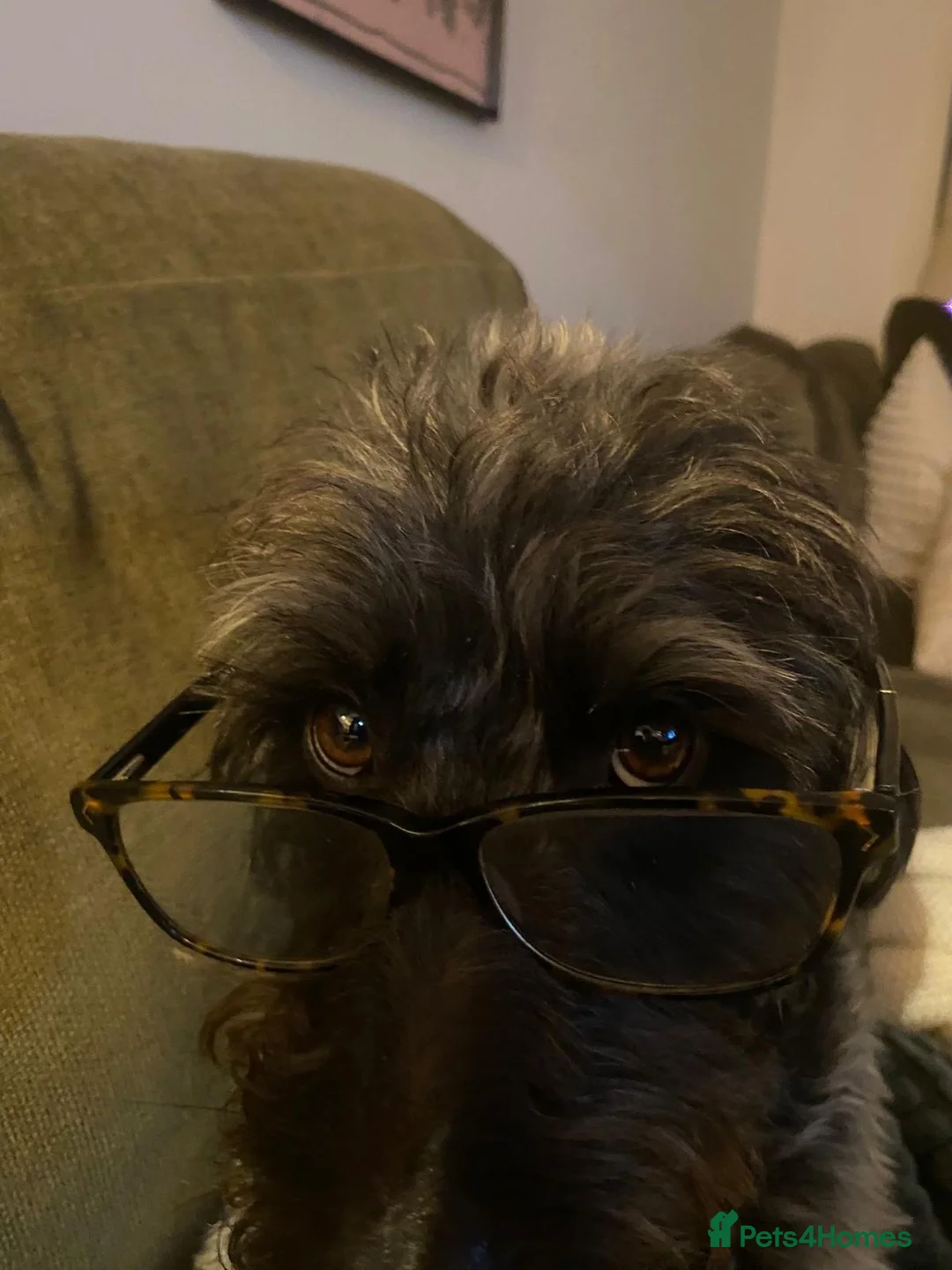 Mixed Breed dogs for sale: Calvin, 5 year old sweet boy looking for new home - Advert 3