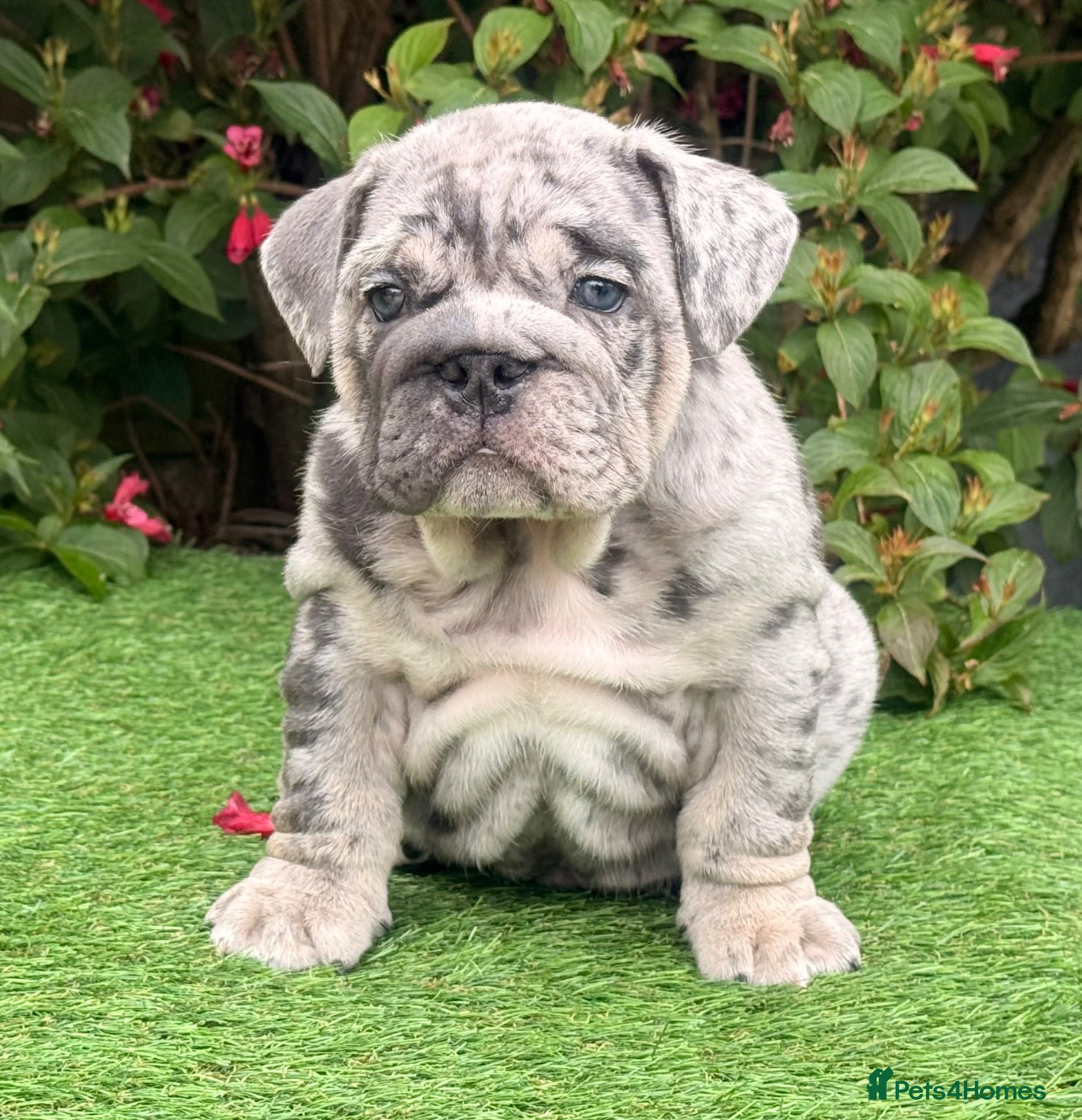 English Bulldog dogs for sale: English Bulldogs Pups for Sale  - Advert 10