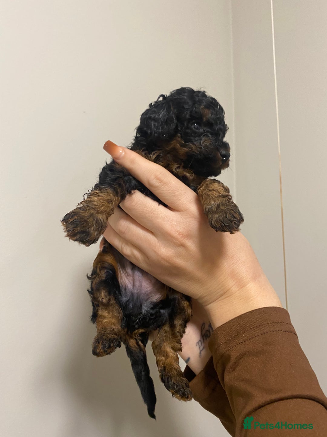 Toy Poodle dogs for sale: 5 toy poodles unique markings  - Image 5