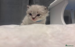 Ragdoll cats for sale: Gorgeous pedigree Ragdoll kittens  - Image 22