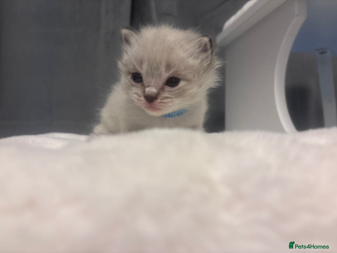 Ragdoll cats for sale: Gorgeous pedigree Ragdoll kittens  - Image 22