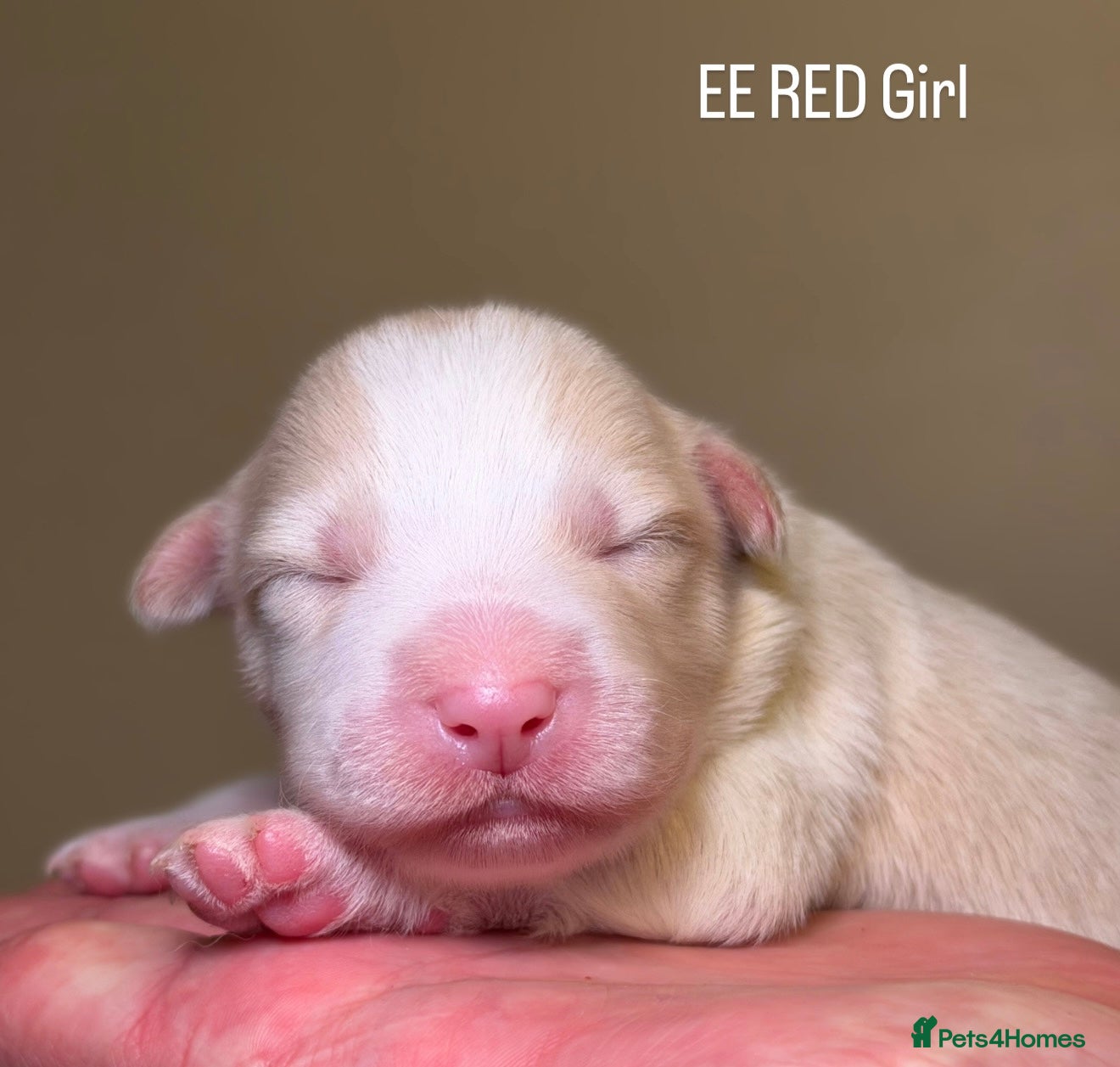 Border Collie dogs Stunning Champion lime puppies  - Advert 2