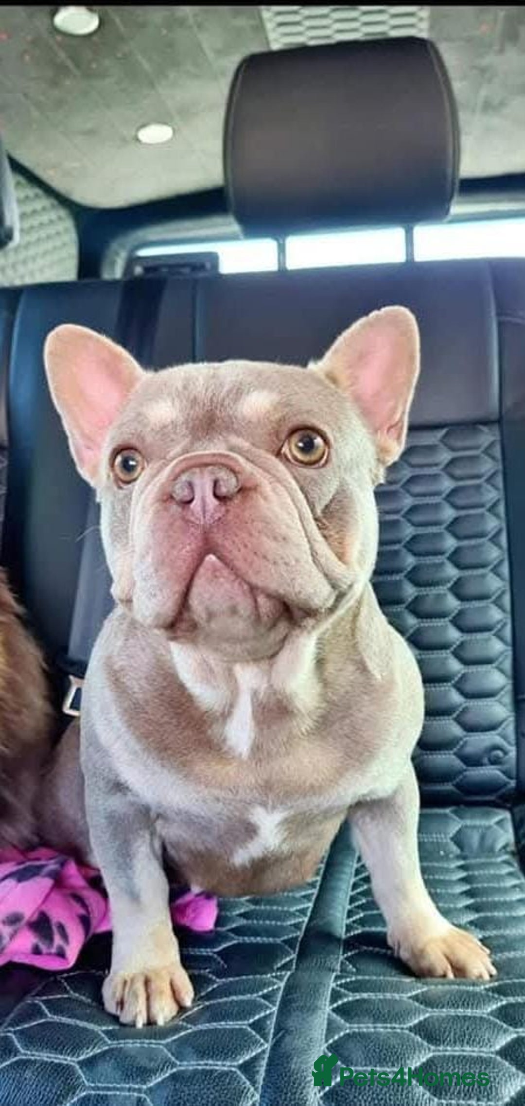 French Bulldog dogs for sale: Quality french bulldog puppies  - Image 4
