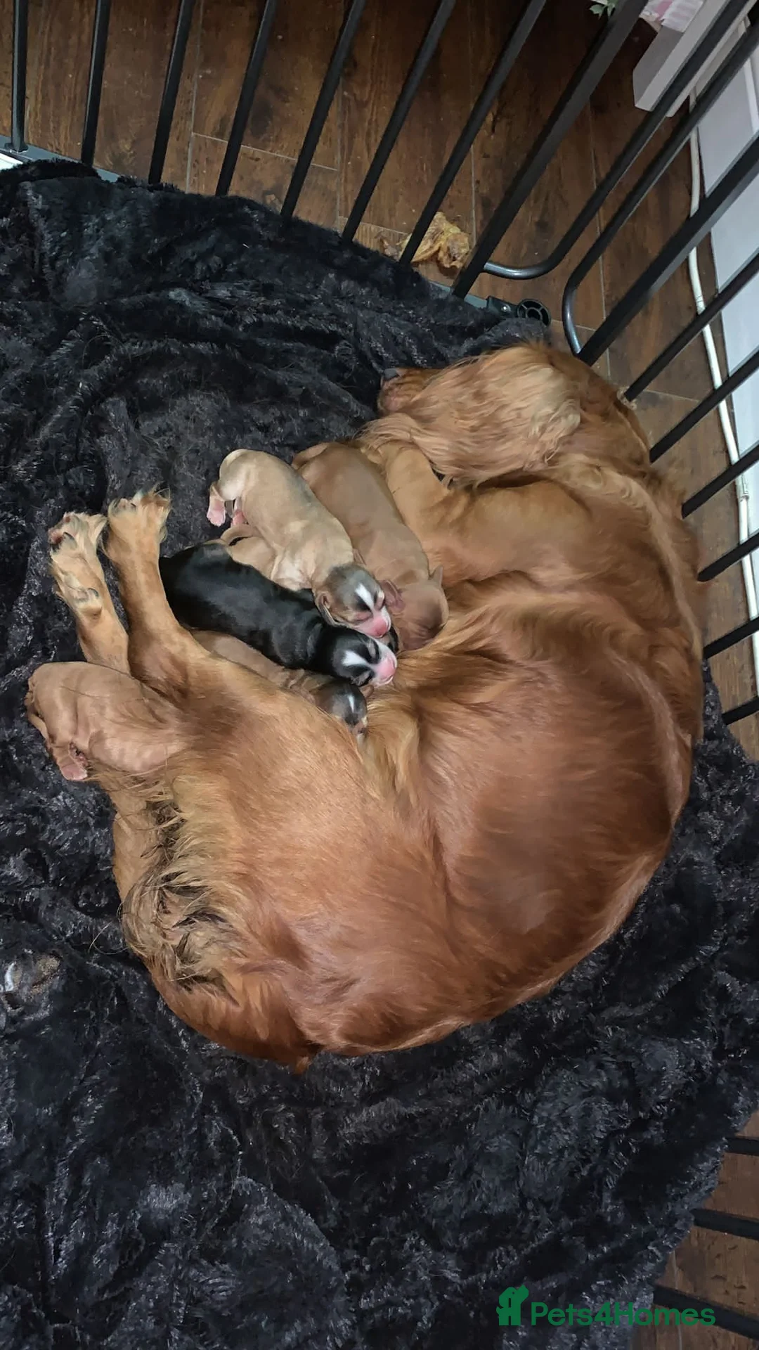 Cocker Spaniel dogs for stud: George - Professional Stud Service  in Eastleigh - Advert 12