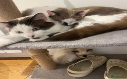 Turkish Van cats for sale: He just needs a loving home  - Image 5