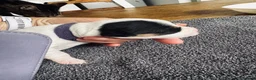 Jack Russell dogs for sale: 1 lovely little girl Jack russell  - Advert 9