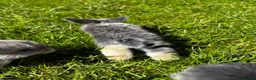 Mini Lop rabbits for sale: 2 Blue Baby Mini Lops - Advert 27