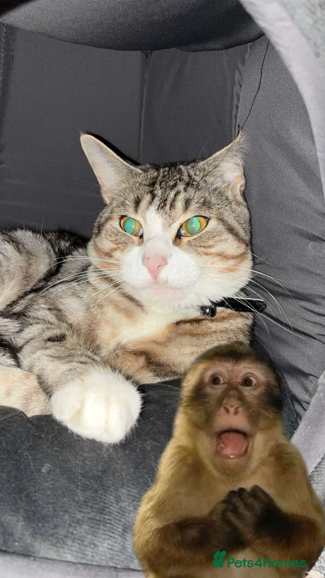 Mixed Breed cats for sale: Mixed breed - Advert 1