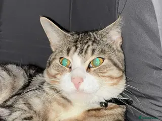 Mixed Breed cats Mixed breed - Advert 1