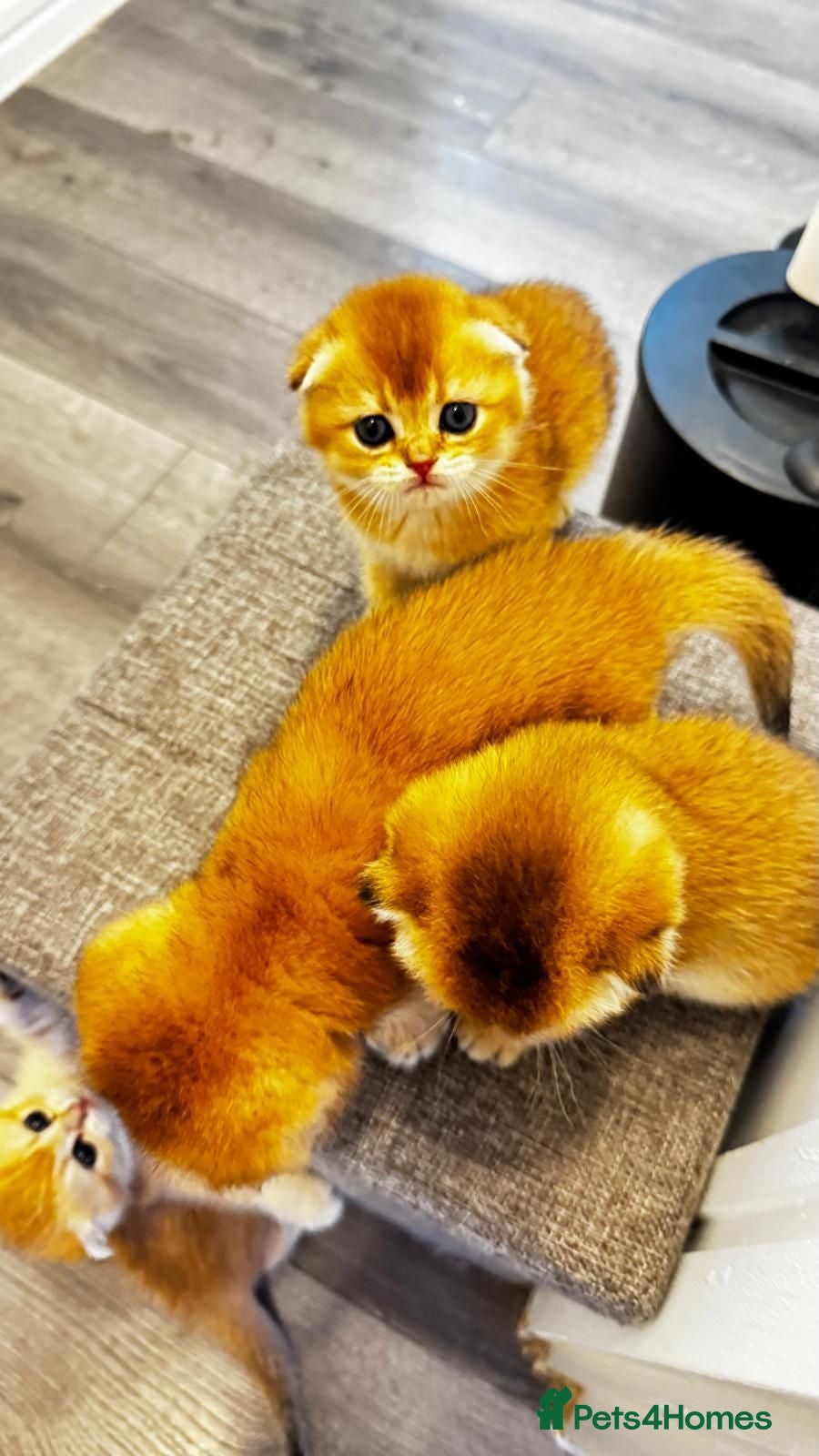 Scottish Fold cats 🐾 TICA Registered Scottish Fold Boy  🩵 - Advert 2