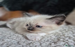 Ragdoll cats for sale: Quality Ragdoll Kittens - Image 18