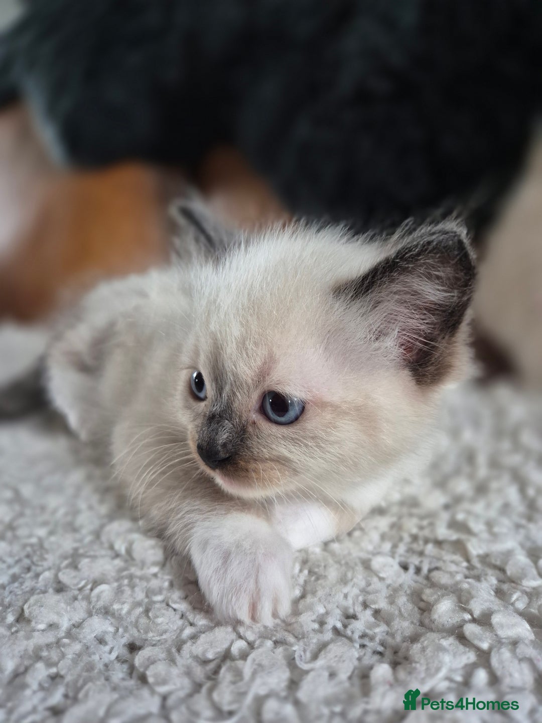 Ragdoll cats for sale: Quality Ragdoll Kittens - Image 18