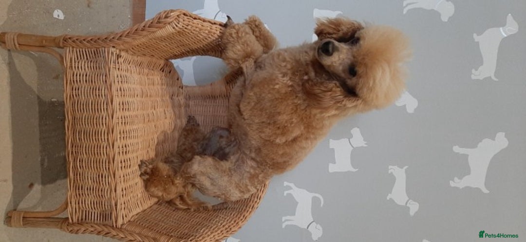 Toy Poodle dogs for stud: Kc registered toy poodle in Wisbech - Image 5