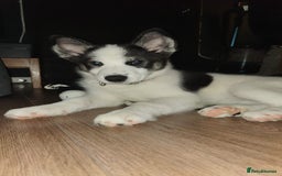 Mixed Breed dogs for sale: Samusky Puppy Female - Image 3