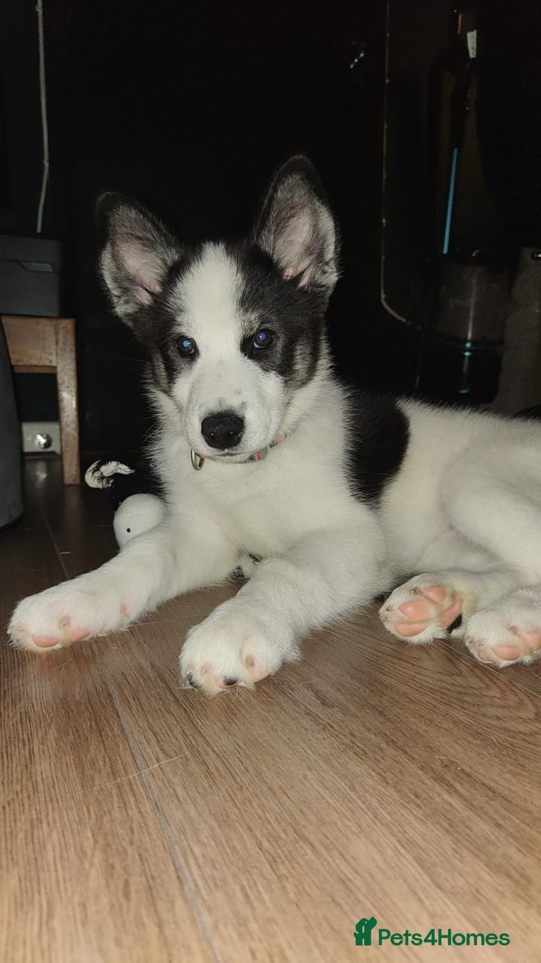 Mixed Breed dogs for sale: Samusky Puppy Female - Image 3
